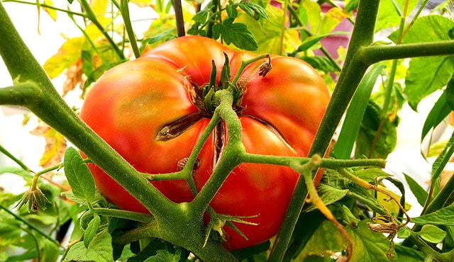 Experience the Joy of Tomato Picking: Freshness, Flavor, & Fun