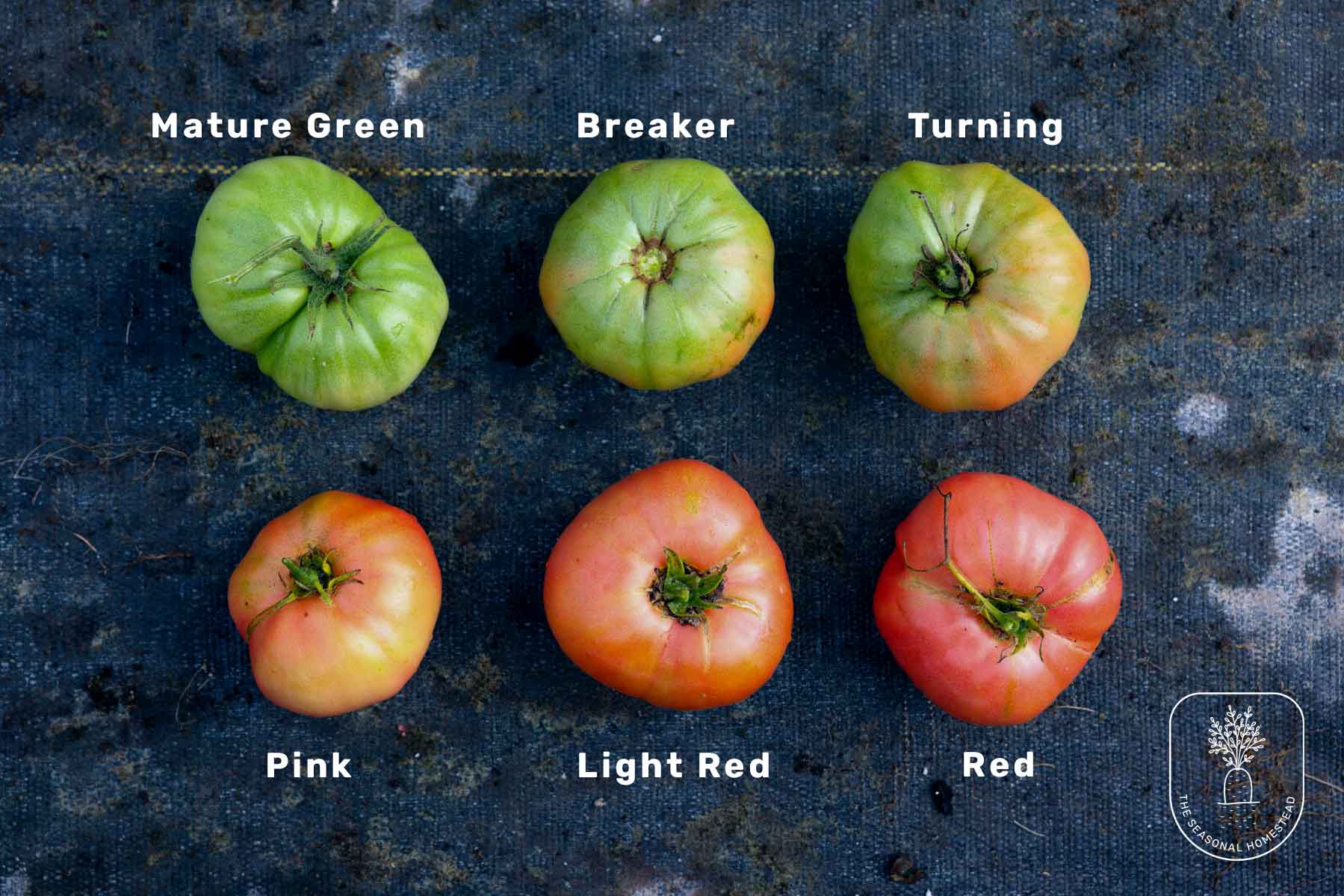 Your Guide to Finding the Best Local Pick-Your-Own Tomato Farms